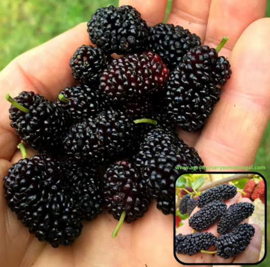 Shorts Mulberry fruit plants