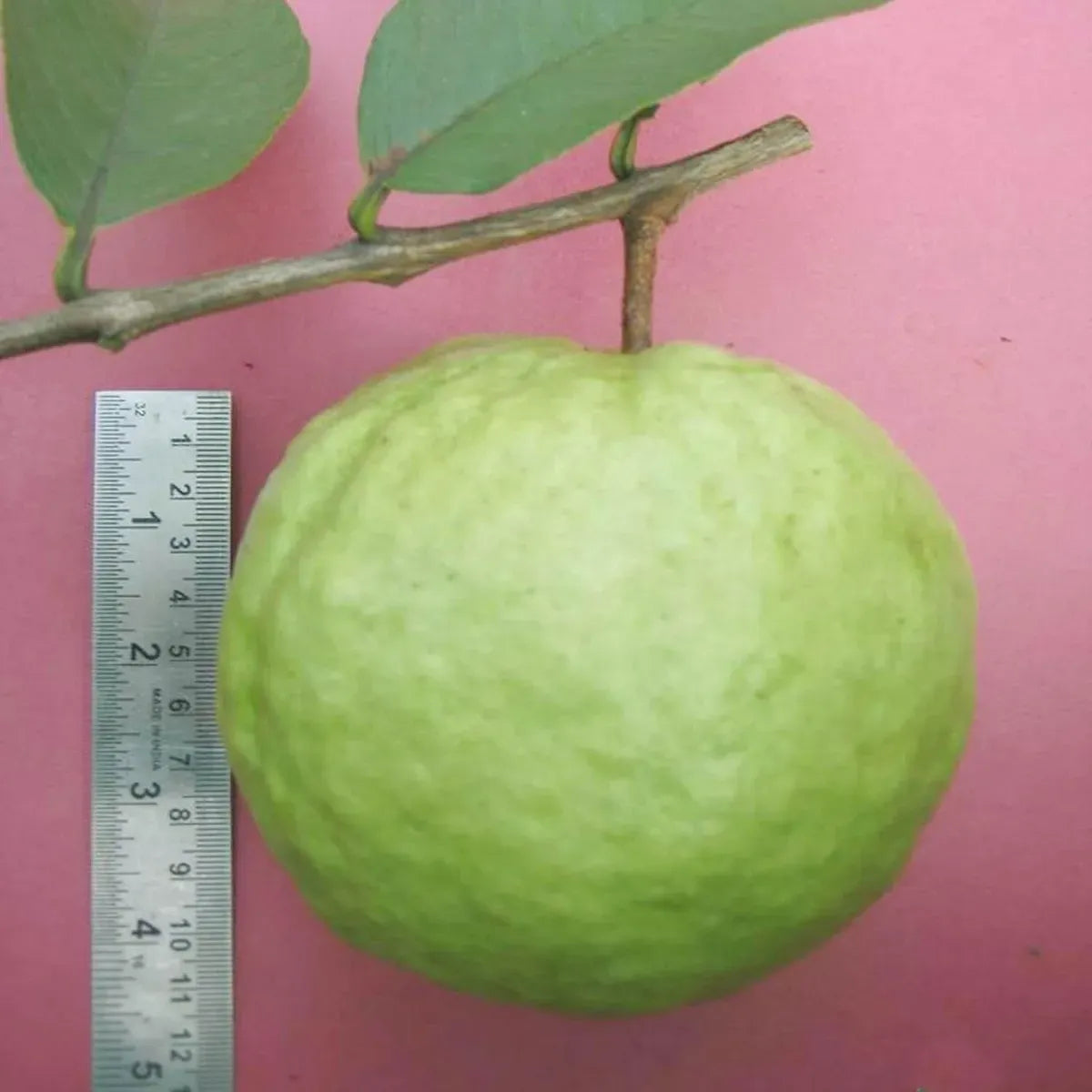 VNR 1 kg guava grafted fruit plant