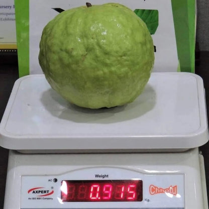 VNR 1 kg guava grafted fruit plant