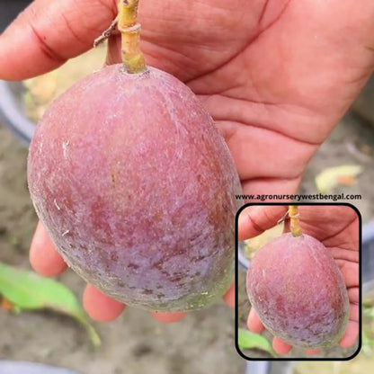 Nam Dok Mai Si Mueng Plants For Home & Gardening