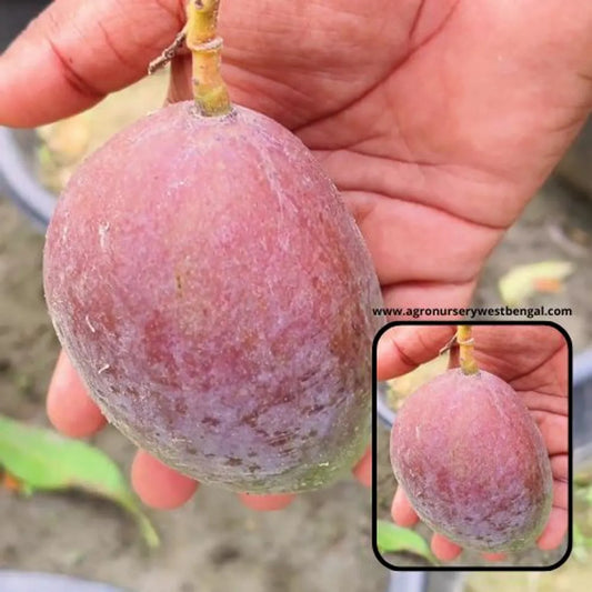 Nam Dok Mai Si Mueng Plants For Home & Gardening