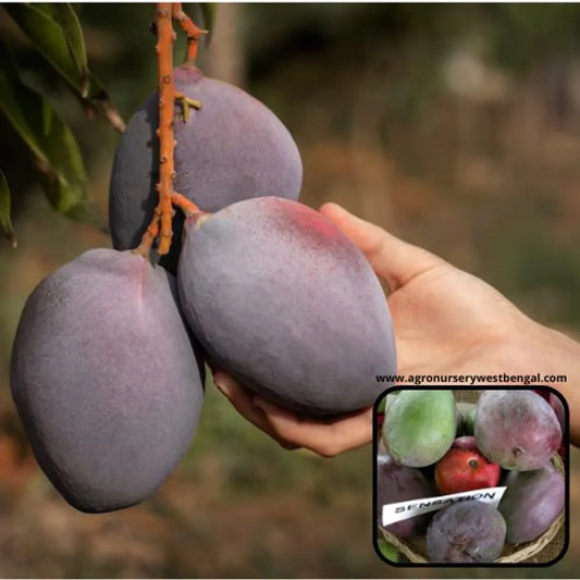Sensation Mango Plants For Home & Gardening