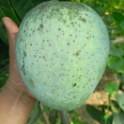 4kg Mango Plants For Home & Gardening