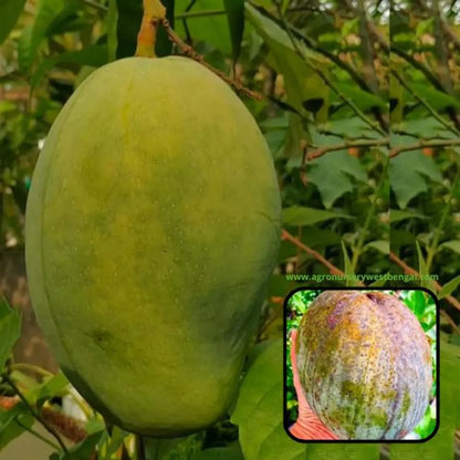 4kg Mango Plants For Home & Gardening