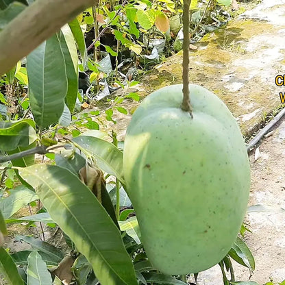 4kg Mango Plants For Home & Gardening