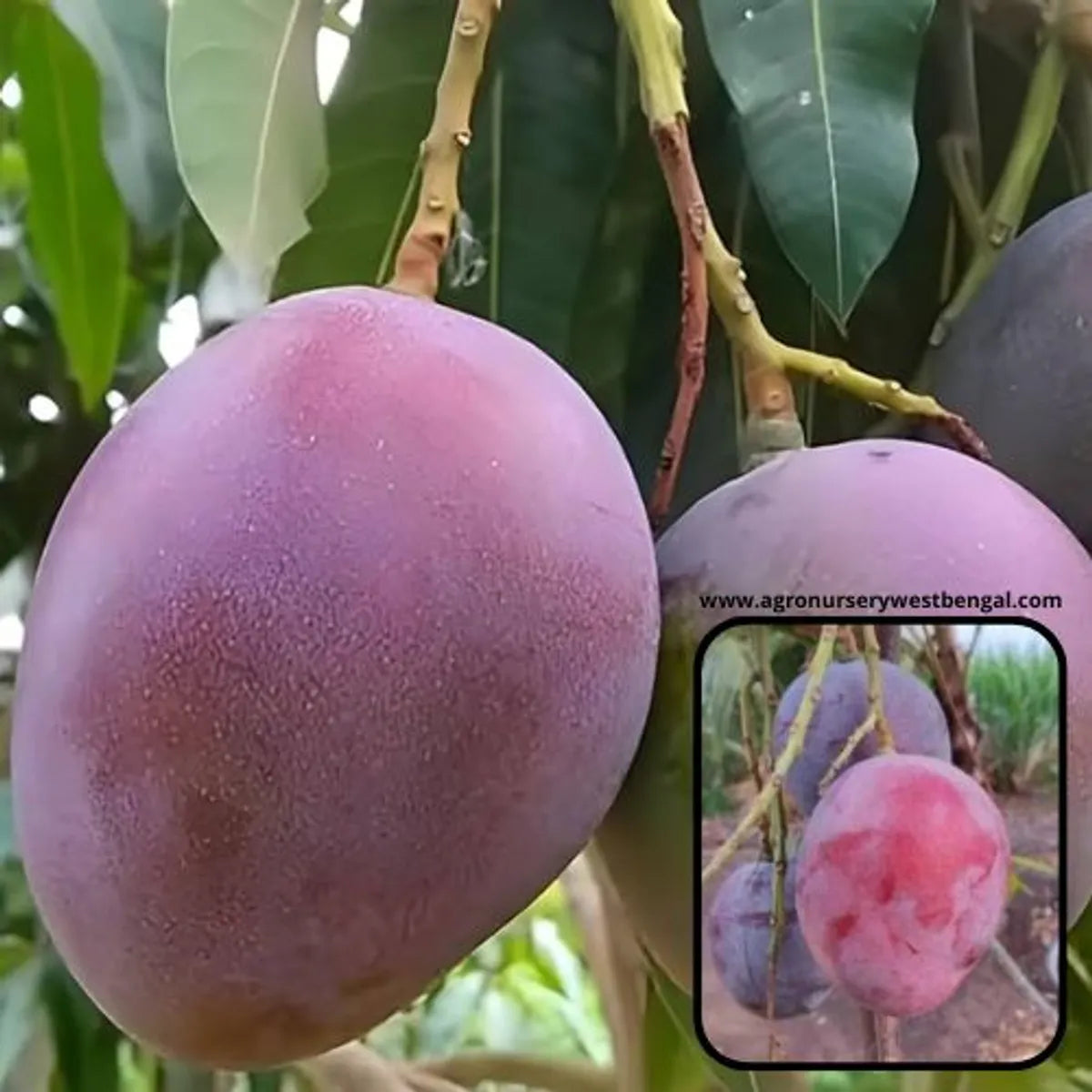 Tommy Atkins Mango Plants For Home & Gardening