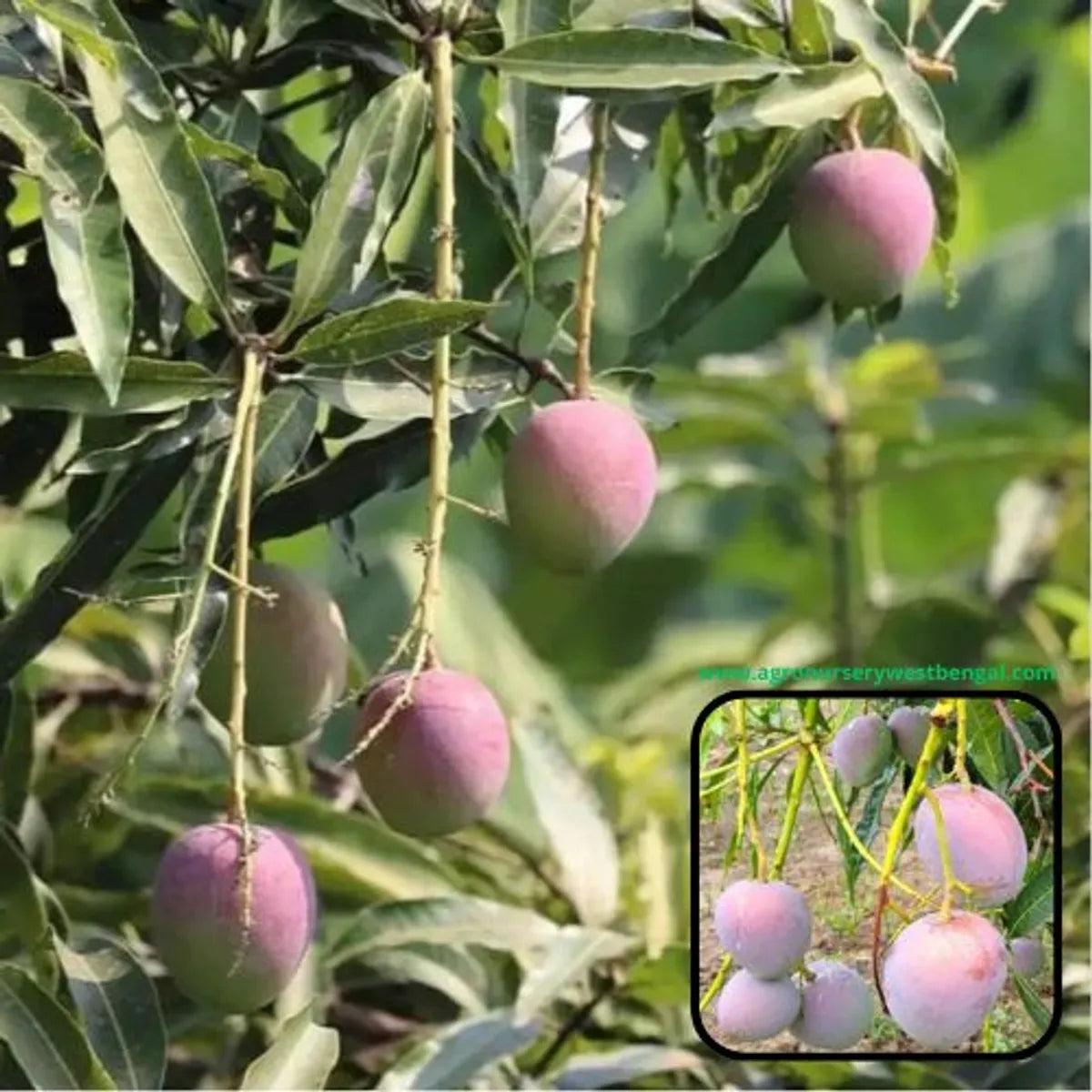 Pusa Arunica Mango Plants For Home & Gardening