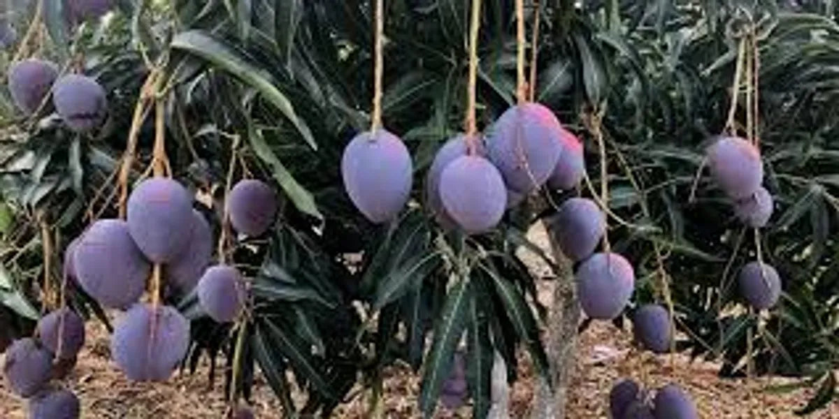 Pusa Arunica Mango Plants For Home & Gardening