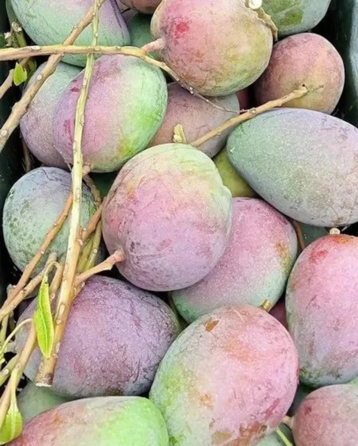 Pusa Arunica Mango Plants For Home & Gardening