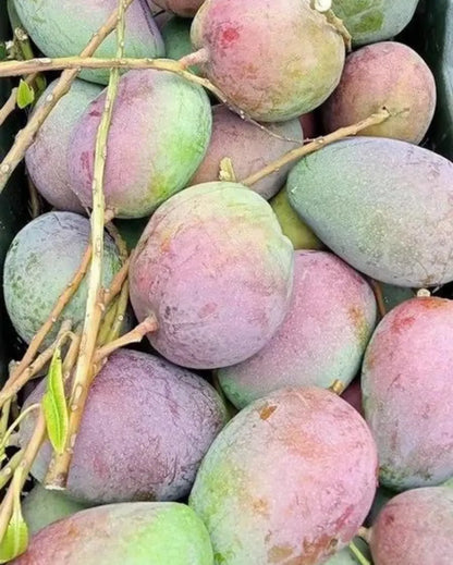 Pusa Arunica Mango Plants For Home & Gardening