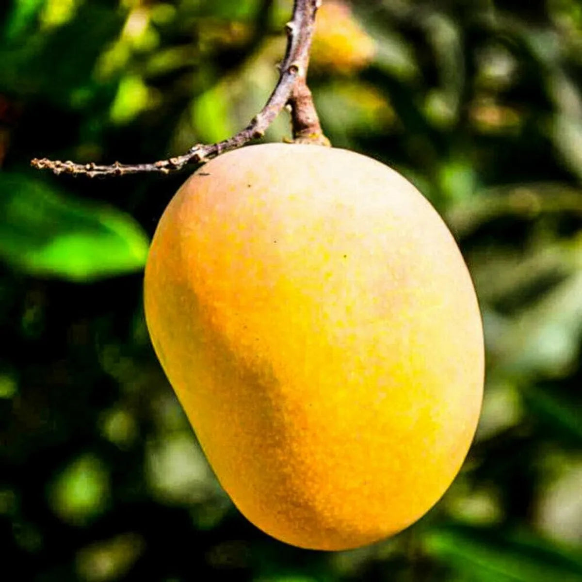 Alphonso Mango Plants For Home & Gardening