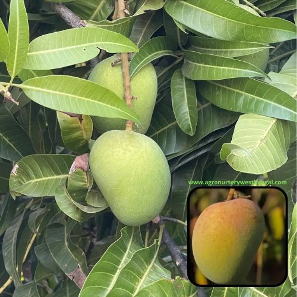 Alphonso Mango Plants For Home & Gardening