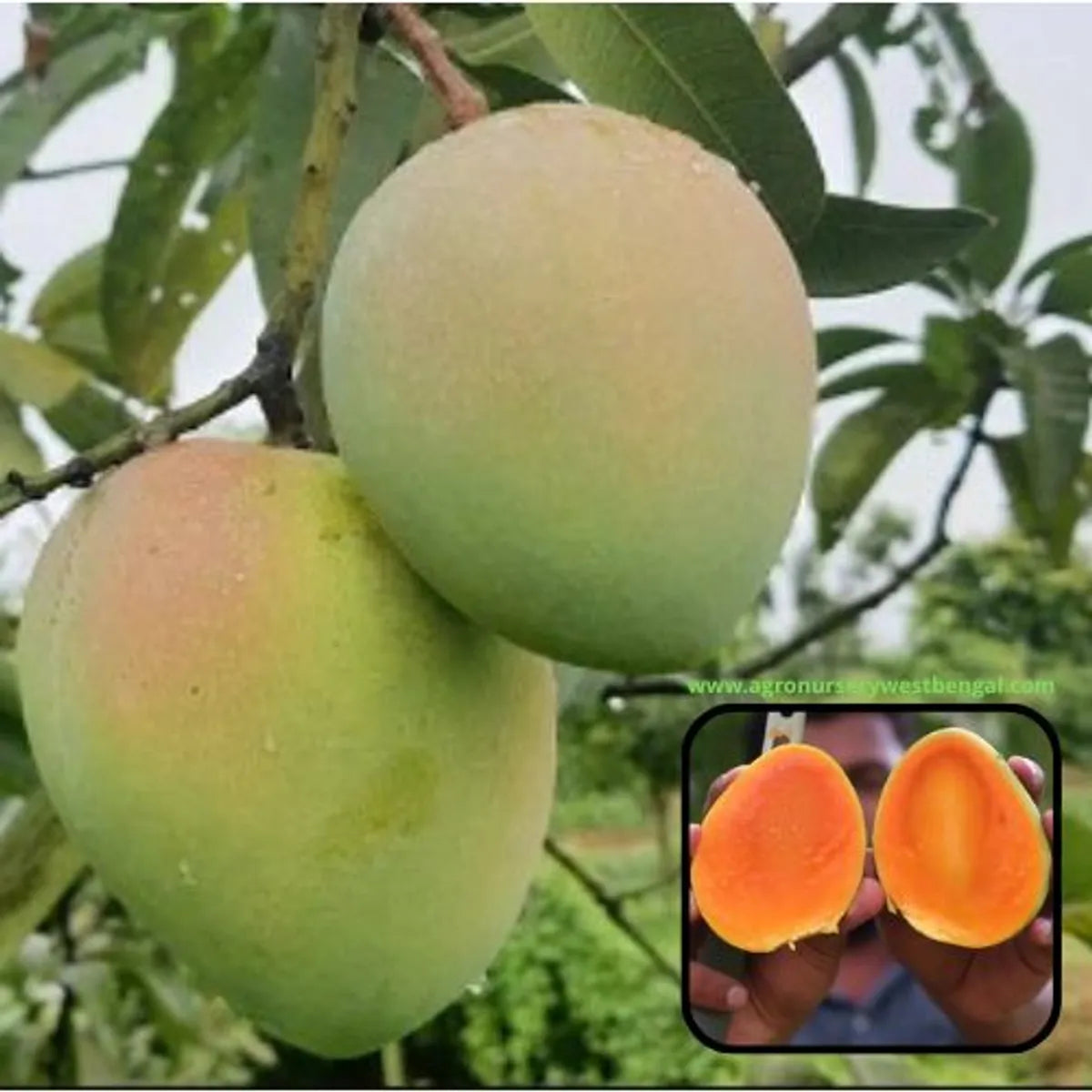 Haribhanga Mango Plants For Home & Gardening
