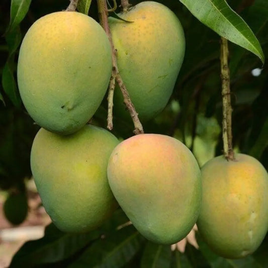Haribhanga Mango Plants For Home & Gardening