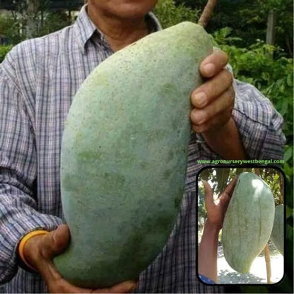 Brunei King Mango Plants For Home & Gardening