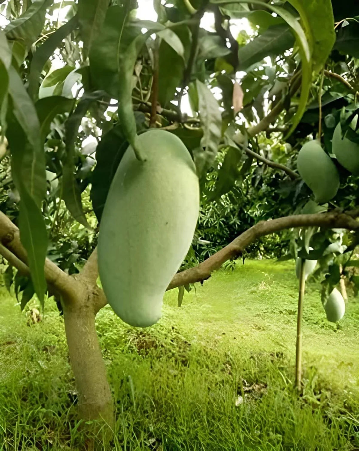 Brunei King Mango Plants For Home & Gardening