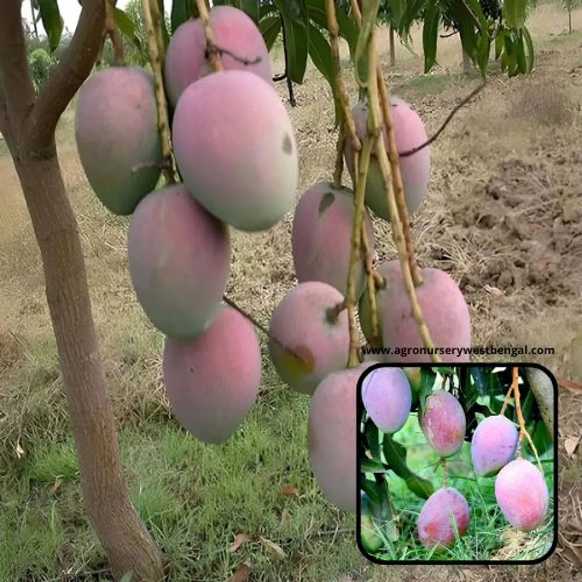 Pusa Arunima Mango Plants For Home & Gardening
