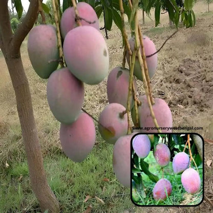 Pusa Arunima Mango Plants For Home & Gardening