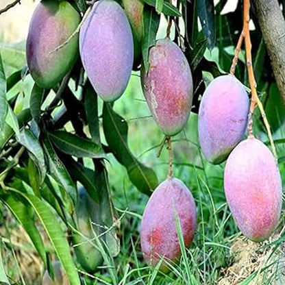 Pusa Arunima Mango Plants For Home & Gardening