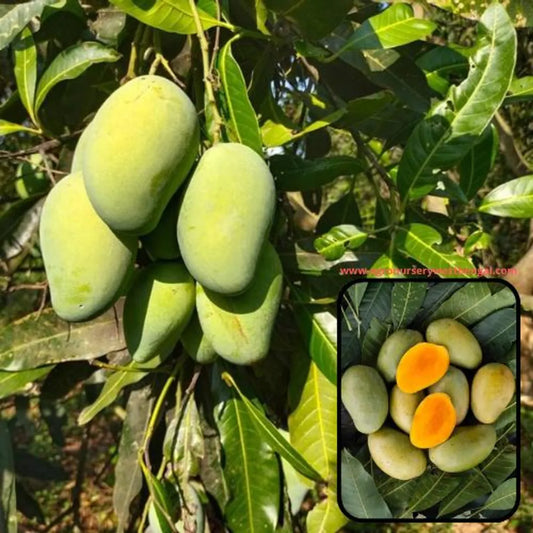 Amrapali Mango Plants For Home & Gardening