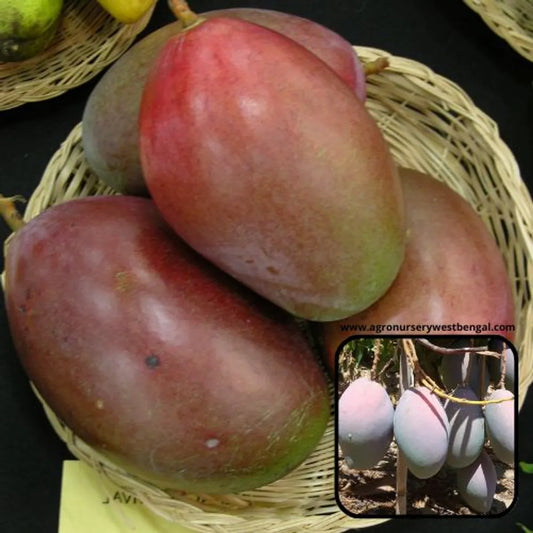Osteen Mango Plants For Home & Gardening