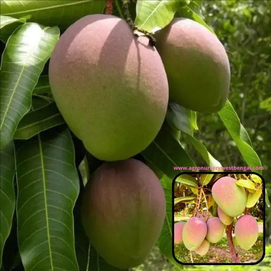 American Kent Mango Plants For Home & Gardening