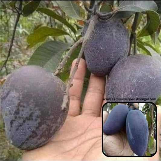 Black Kasturi Mango Plants For Home & Gardening