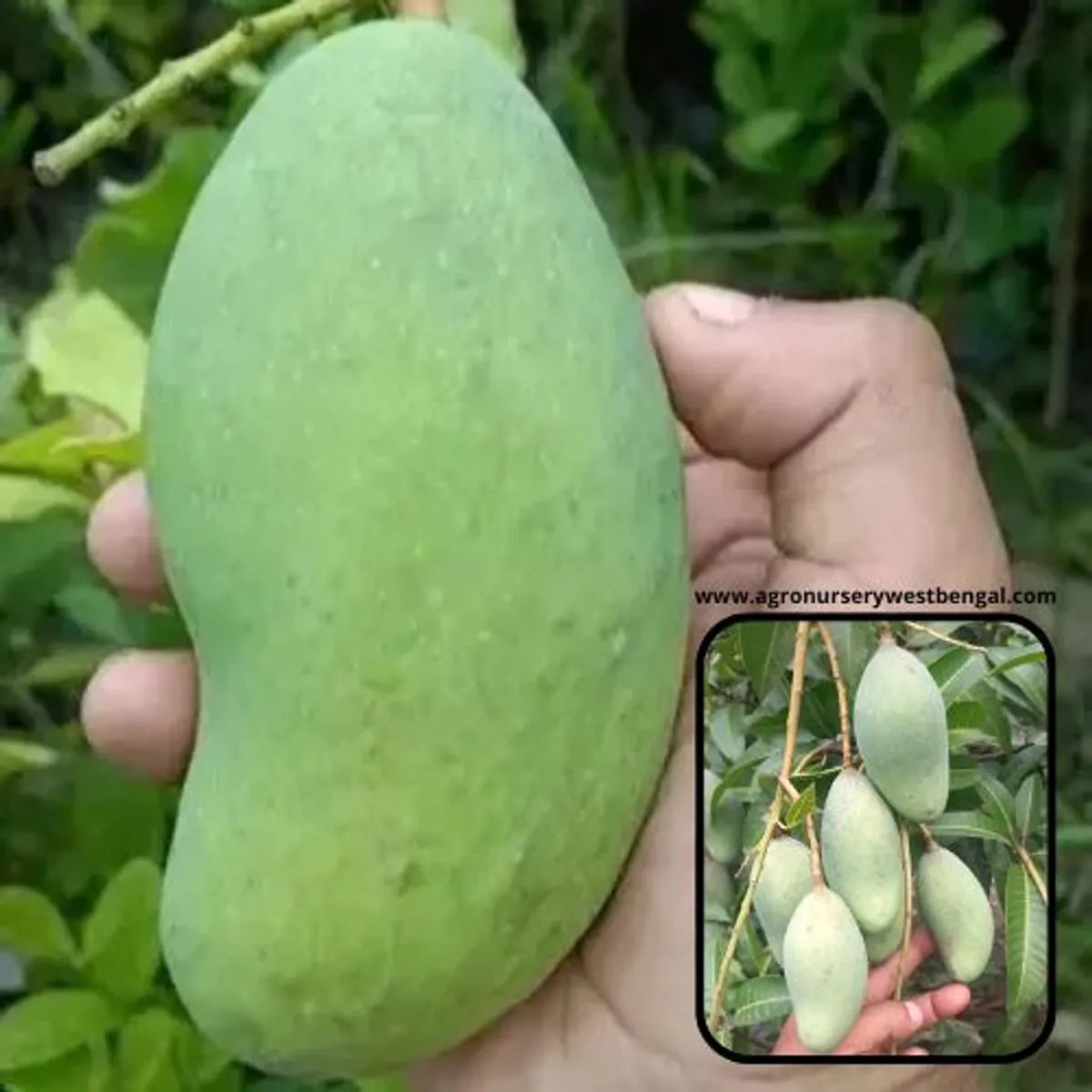 Thai All Time Mango Plants For Home & Gardening