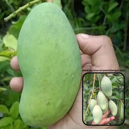 Thai All Time Mango Plants For Home & Gardening