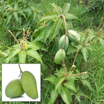 Thai All Time Mango Plants For Home & Gardening
