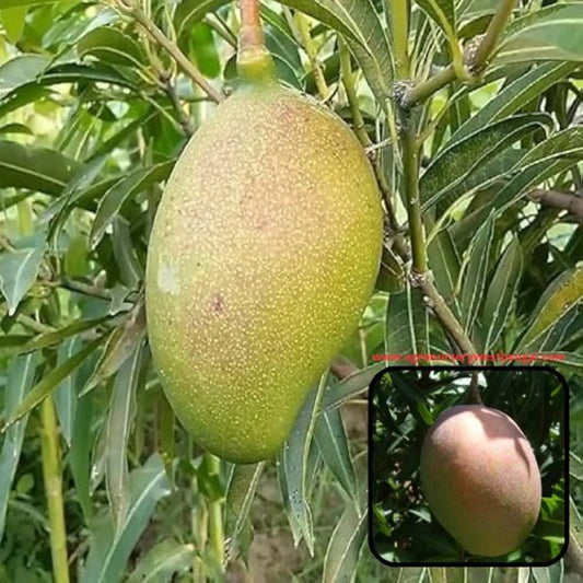 Subarnarekha Mango Plants For Home & Gardening