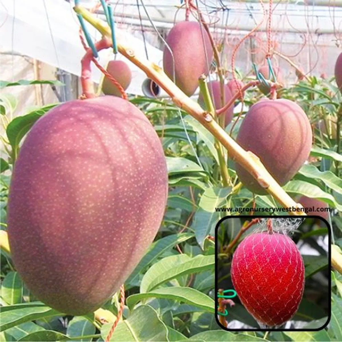 Miyazaki Mango Plants For Home & Gardening