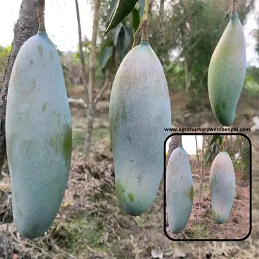 Three Taste Mango Plants For Home & Gardening