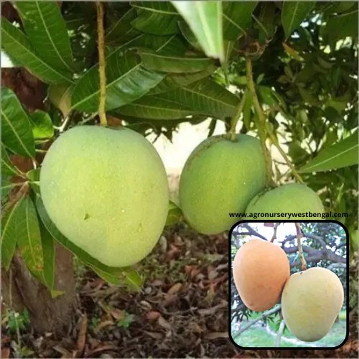 Himsagar Mango Plants For Home & Gardening