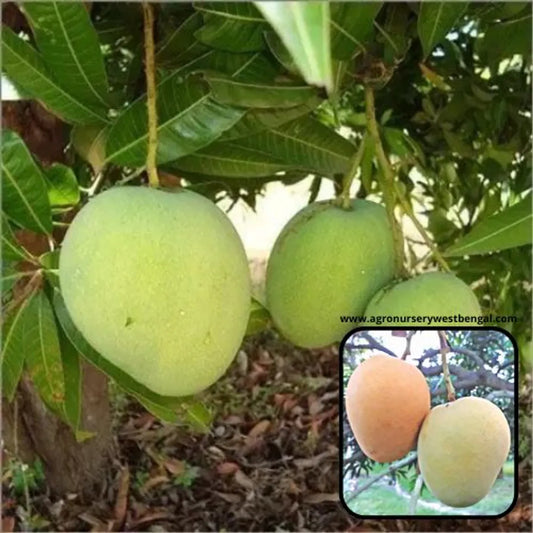 Himsagar Mango Plants For Home & Gardening