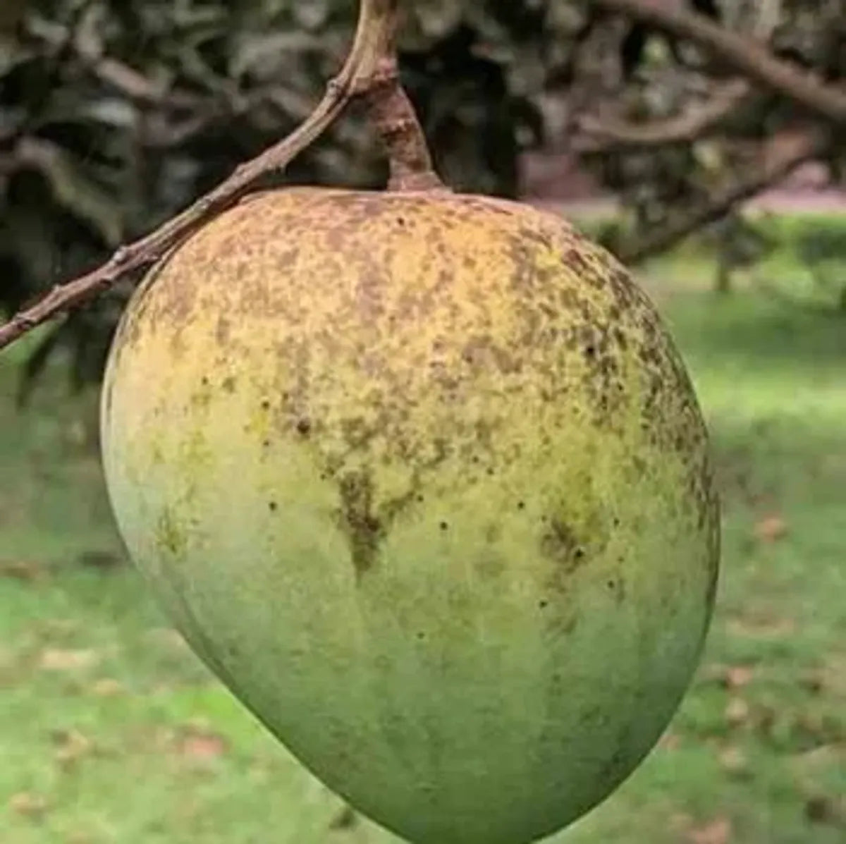 Himsagar Mango Plants For Home & Gardening