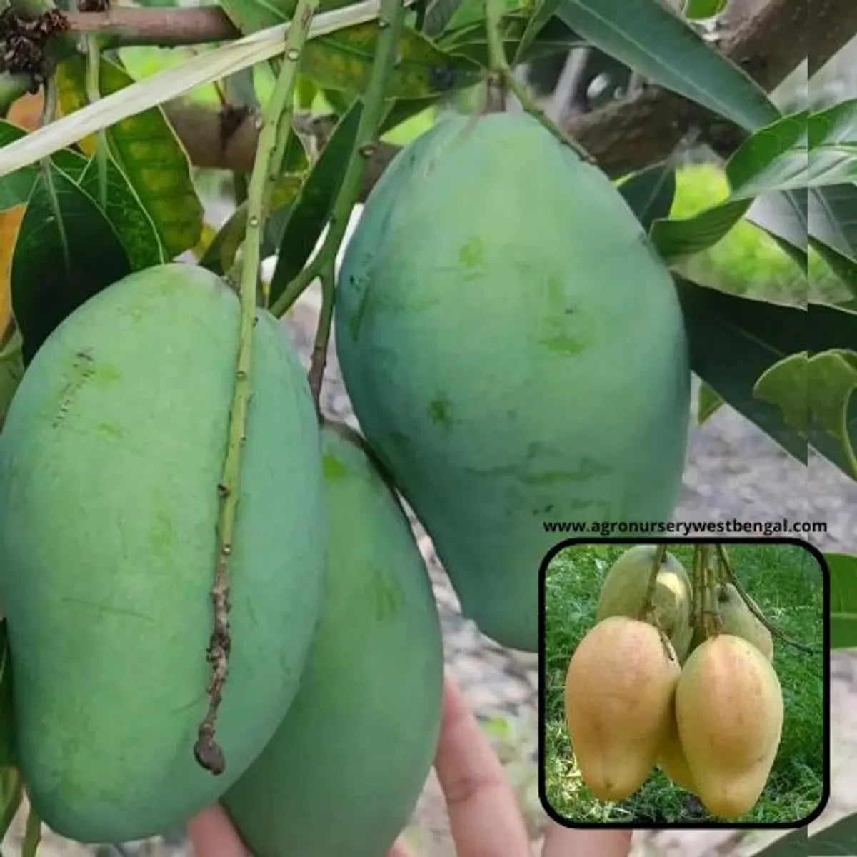 Bari 11 Mango Plants For Home & Gardening