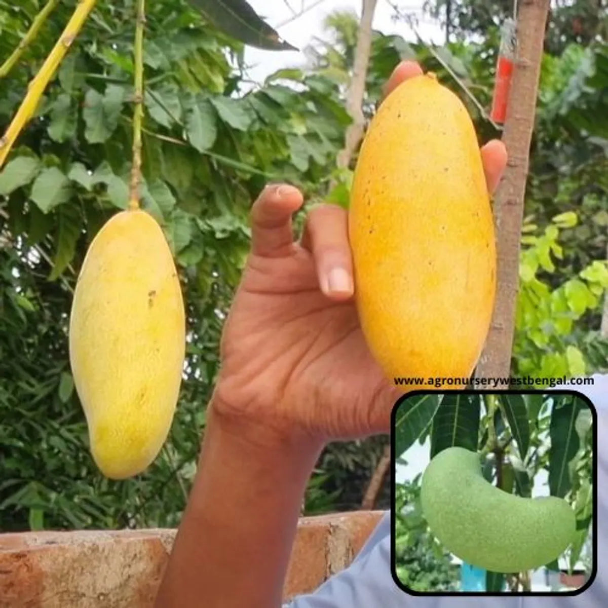 Honeydew Mango Plants For Home & Gardening