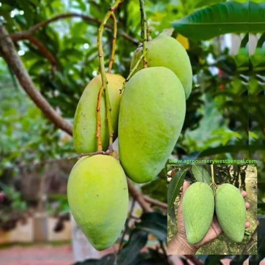 All Time Katimon Mango Plants For Home & Gardening