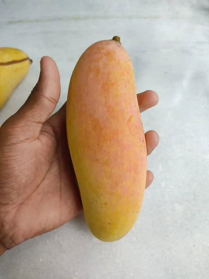 Thai Banana Mango Plants For Home & Gardening