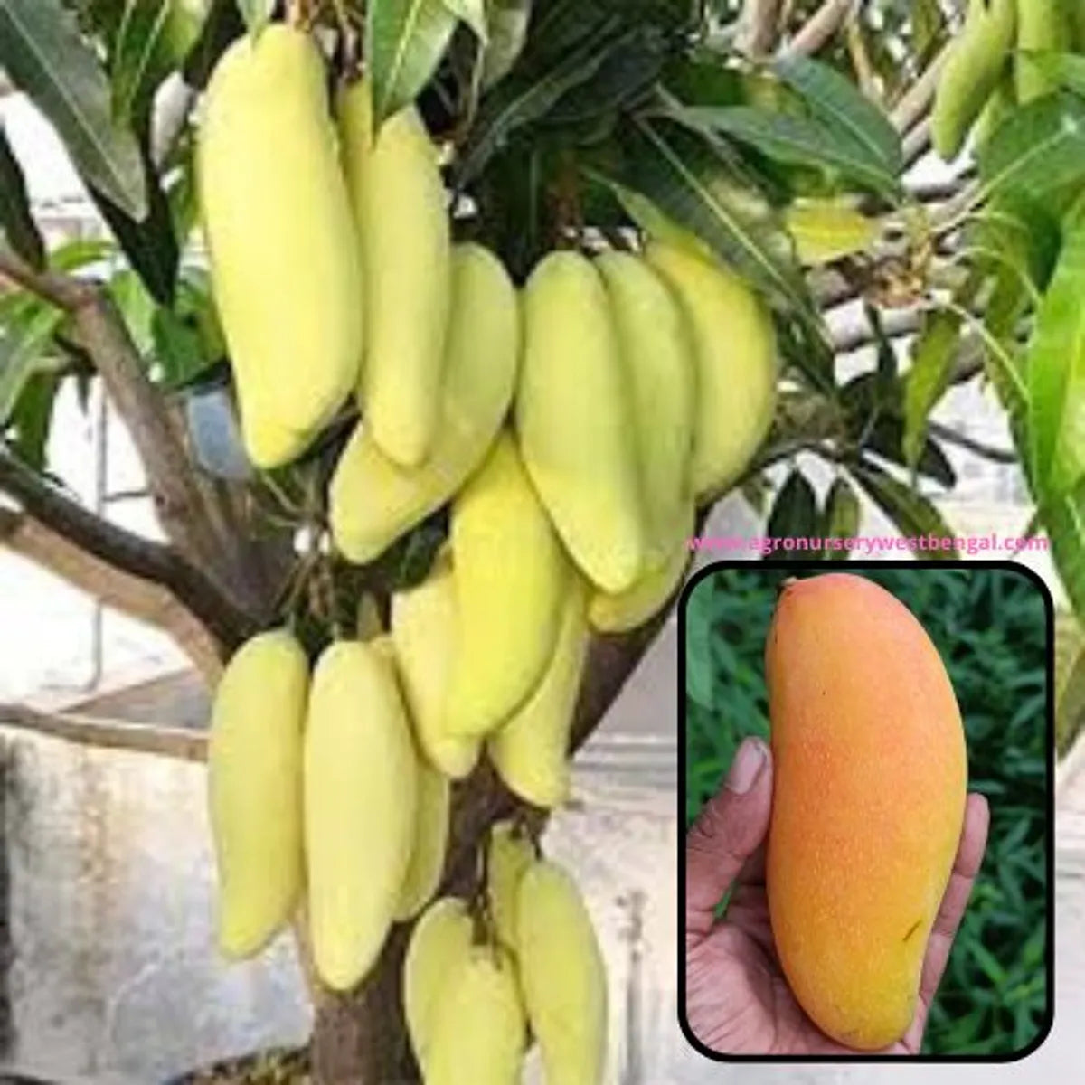 Thai Banana Mango Plants For Home & Gardening