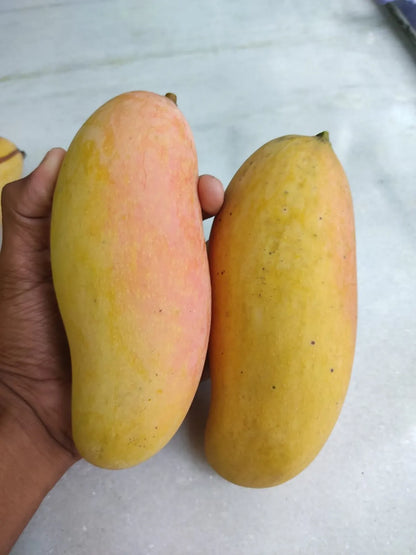 Thai Banana Mango Plants For Home & Gardening