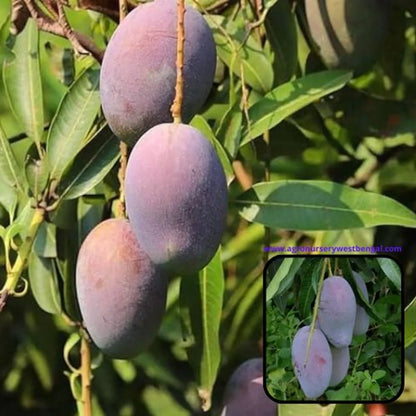 Pusa Ambika Mango Plants For Home & Gardening