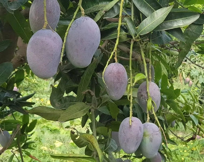 Pusa Ambika Mango Plants For Home & Gardening