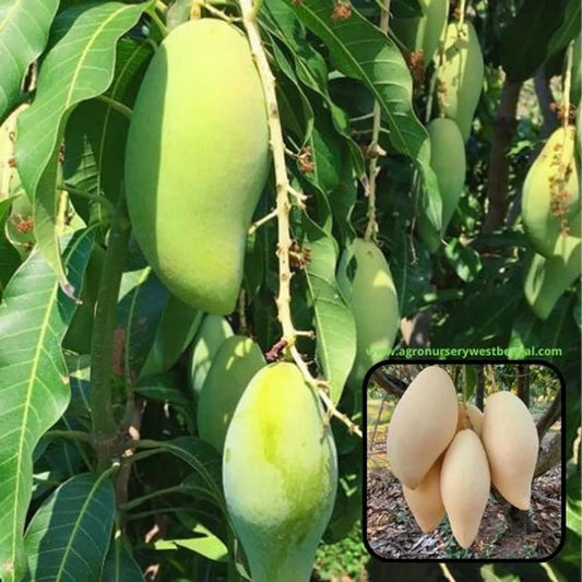 Naam Dock My Mango Plants For Home & Gardening