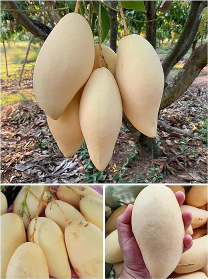 Naam Dock My Mango Plants For Home & Gardening