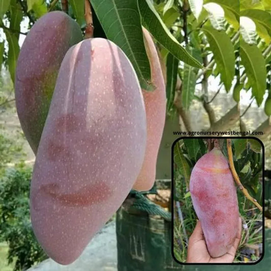 Thai Red Ivory Mango Plants For Home & Gardening