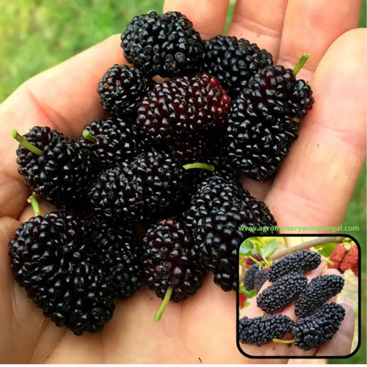 Shorts Mulberry Fruit Plants For Home & Gardening