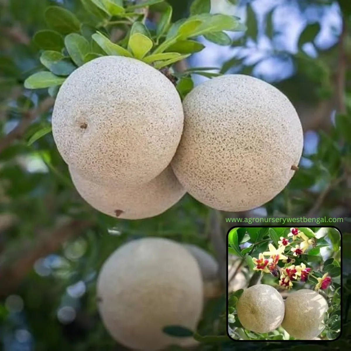 Thai Wood Apple Plants For Home & Gardening