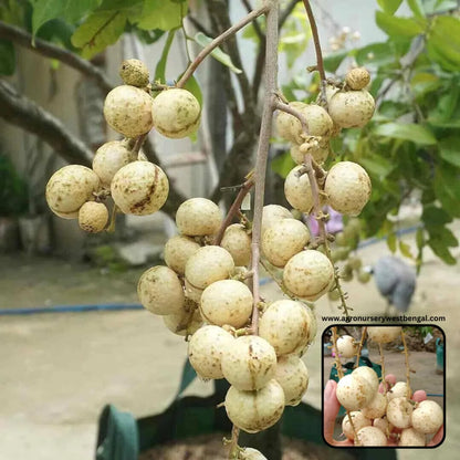 White Longan Fruit Plants For Home & Gardening